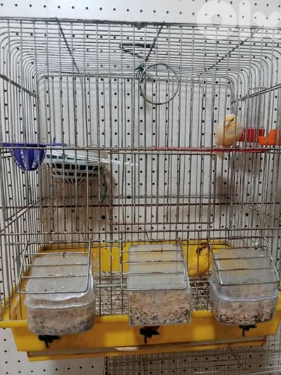 جوز كنارات اليوم باضو اول بيضة