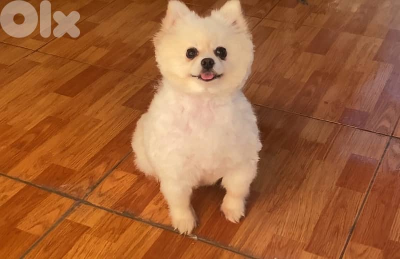 pomeranian for sale 5