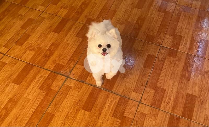 pomeranian for sale 6
