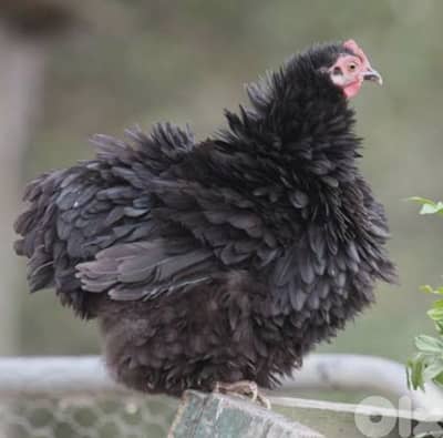 أحلى الأسعار