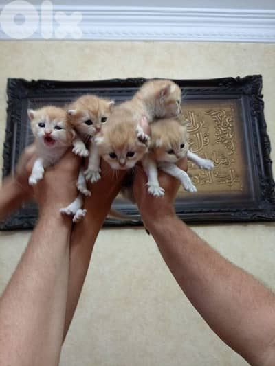 بيروت تلة الخياط