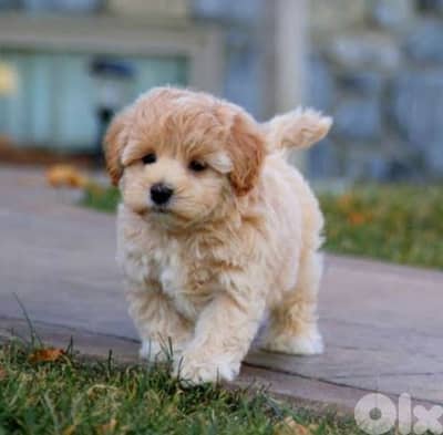 maltipoo