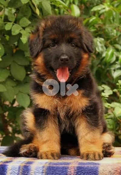 German shepherd