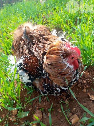 البقاع بعلبك