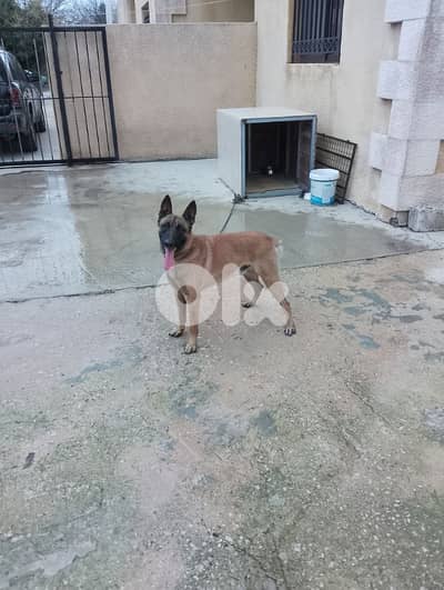 Belgian Malinois - obedience trained