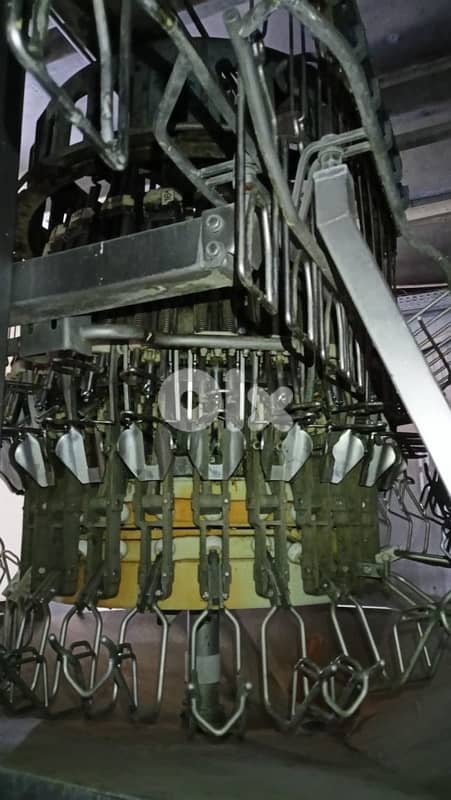 slaughter house chicken for sale 6