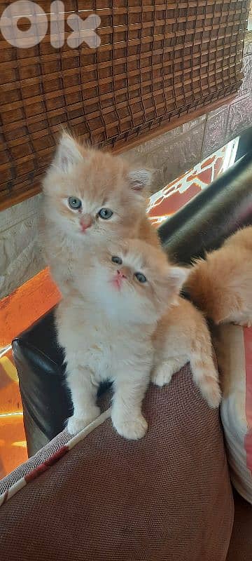 طرابلس الميناء