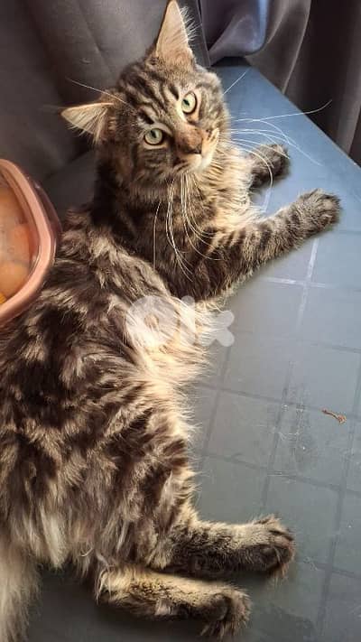 ماين كون للبيع