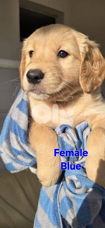Purebred Golden Retriever Female Puppies – Little Golden Princesses