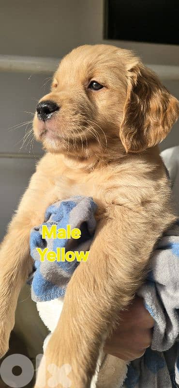 Purebred Golden Retriever Male Puppies – Handsome Little Champions