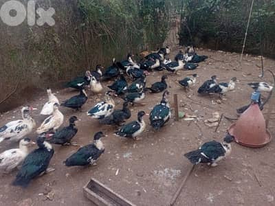 بط مسكوفي للبيع