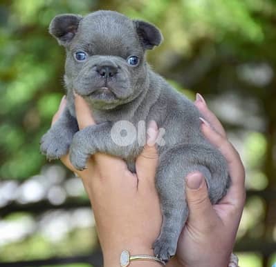 french bulldog blue imported puppy