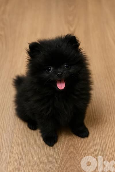 pomeranian puppy