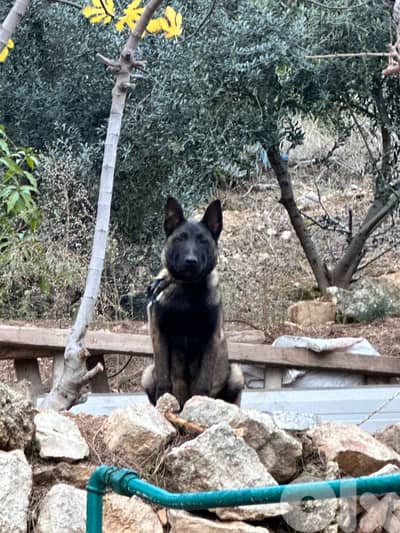 5 month belgian malinois
