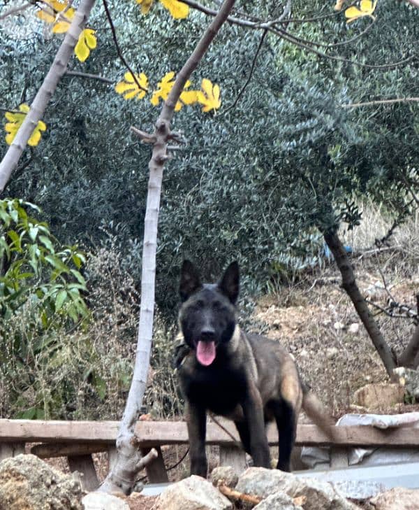 5 month belgian malinois 1