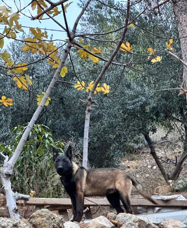 5 month belgian malinois 2