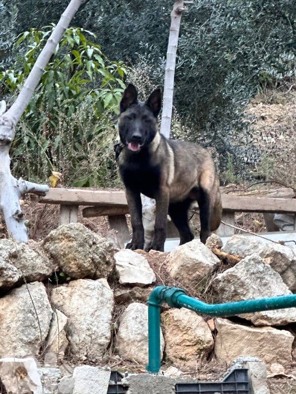 5 month belgian malinois 3