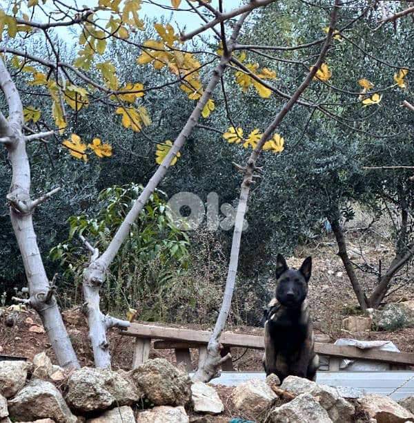 5 month belgian malinois 4