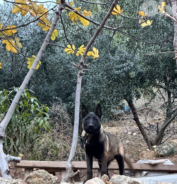 5 month belgian malinois 5