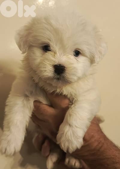 bichon maltais