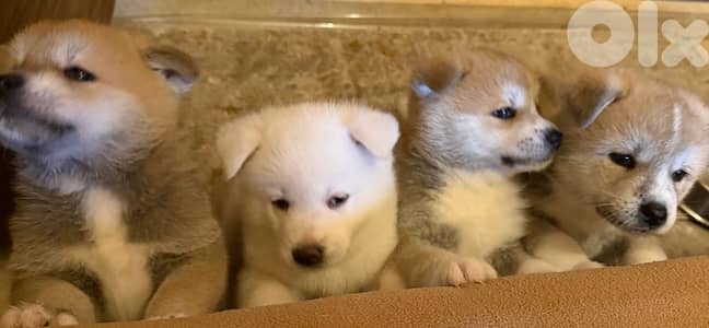 Japanese akita New born