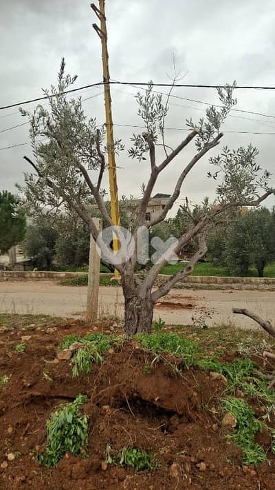 كعاب زيتون بلدي اعمار كبيرة