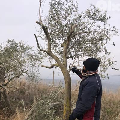 olives trees كعاب زيتون اعمار كبيرة