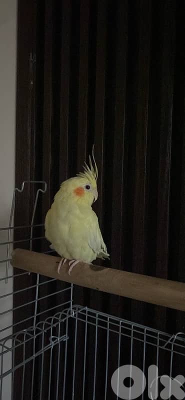 cockatiel mrawad 3omer 8 teshhor 80$ 79393218