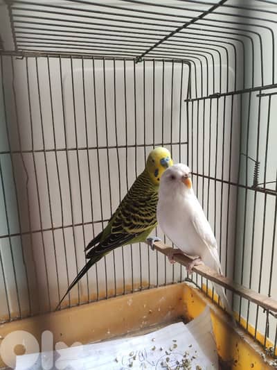 budgies عواشق