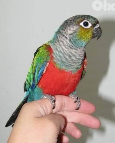 م ط ل و ب فرخ كونيور كريمسون متل اللي بالصوره