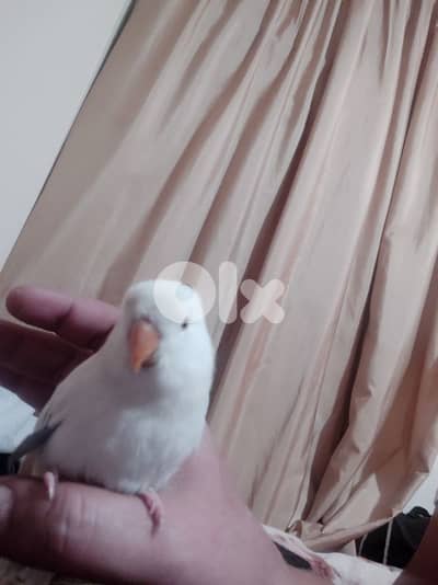 فرخ روز عمر شهرين مفطوم تزقيم يدوي