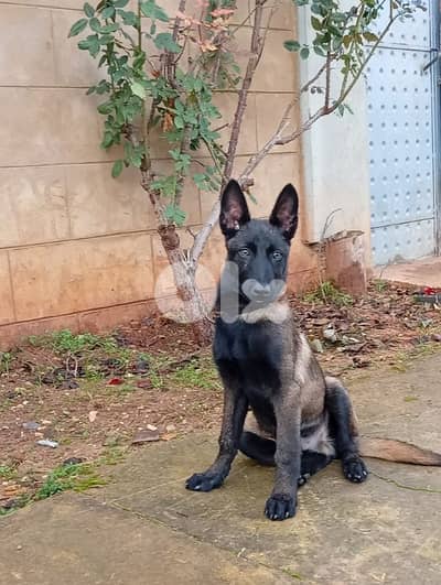 منلوا اسود مطعم دم نار  100/100