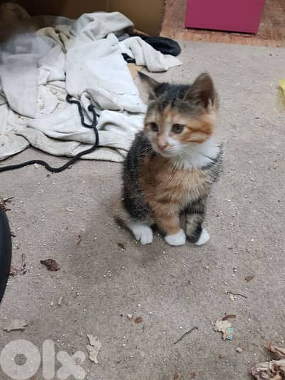 5 kittens for adoption