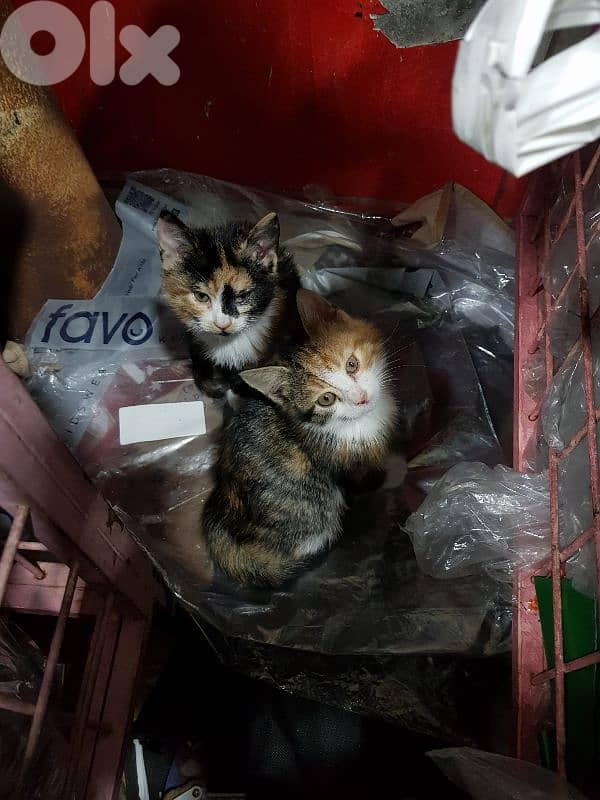 5 kittens for adoption 1