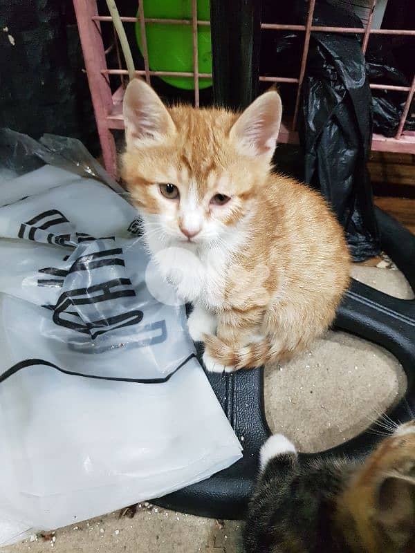 5 kittens for adoption 2