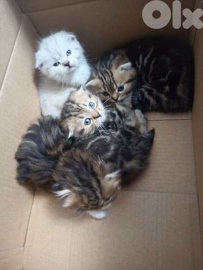 Shi martab wa za8ar mahdomin