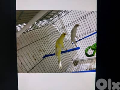 كوبرا سكوتش