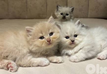 persian himalayen kittens for sale