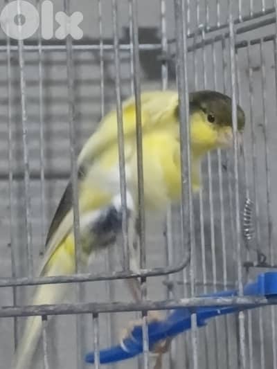 فريزي سود (frisee sud)+ cobra scotch (كوبرا سكوتش)