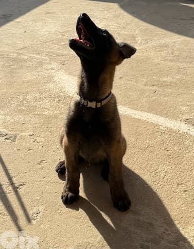malinois مالينوا