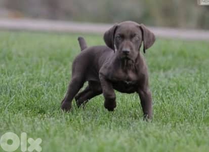 pointer, Gsp, Malinois