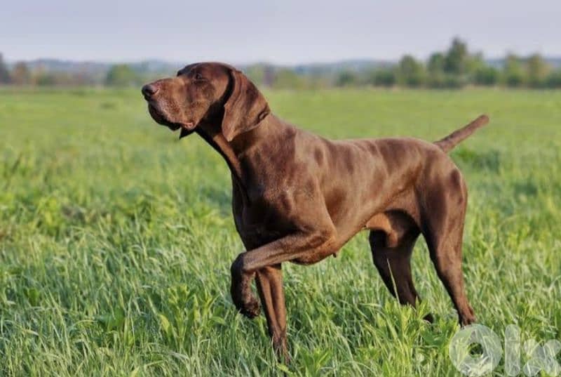 pointer, Gsp, Malinois 1