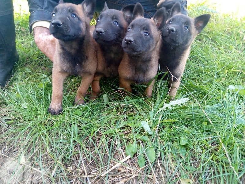 pointer, Gsp, Malinois 2