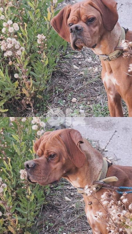 pointer, Gsp, Malinois 3