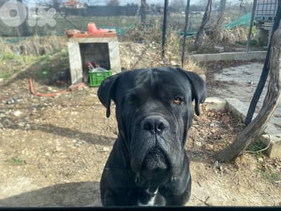 Cane Corso