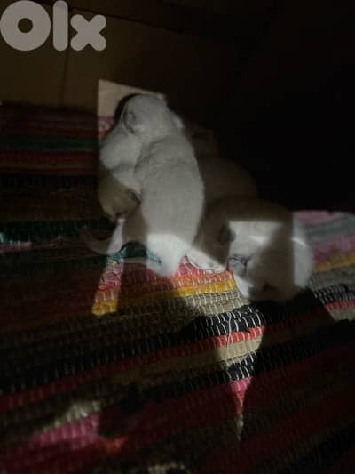 راغدول مع ولادا 4