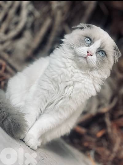 راغدول مع ولادا 4