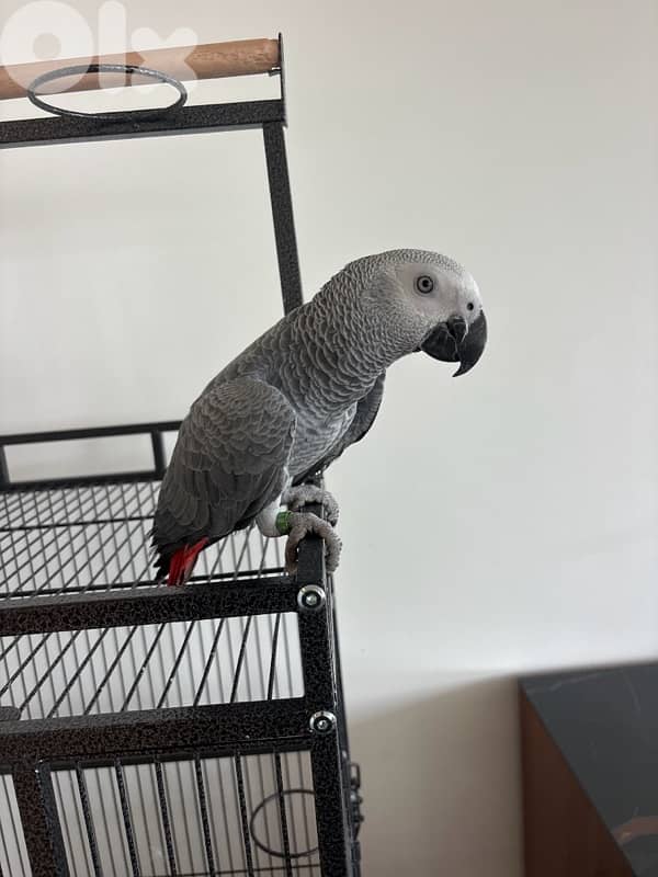 parrot 1