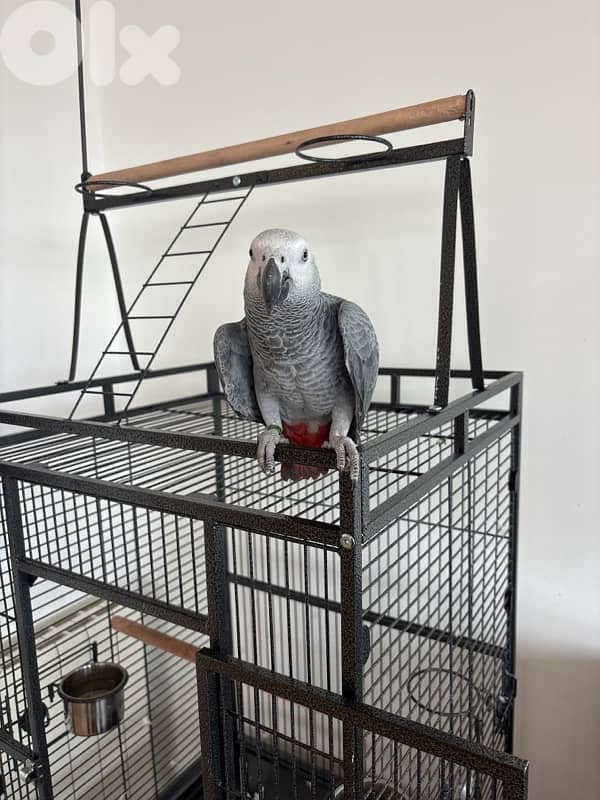parrot 2