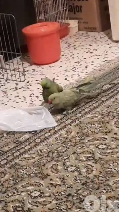 انثى درة مطوق هندي للبيع مع القفص